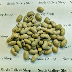 Green Beans Seeds SLAVONSKI ZELENI 1.35 - 2