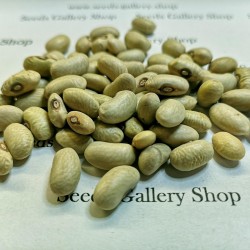 Price: €1.35 - Sementes de Feijão Verde SLAVONSKI ZELENI - Seeds Gallery