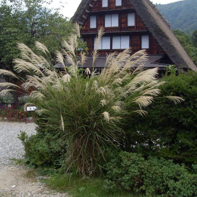 Sementes De Flame Grass (Miscanthus sinensis) 2 - 1