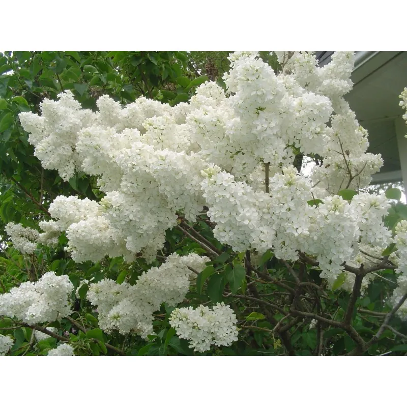 Graines de LILAS COMMUN ou LILAS FRANÇAIS
