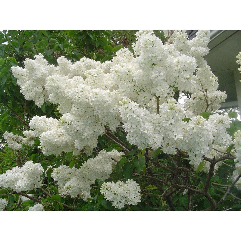 Price: €1.55 - ΠΑΣΧΑΛΙΆ σπόρος (Syringa Vulgaris) - 