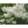 Price: €1.55 - ΠΑΣΧΑΛΙΆ σπόρος (Syringa Vulgaris) - 