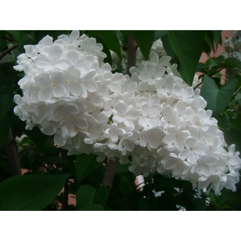 Graines de LILAS COMMUN ou LILAS FRANÇAIS