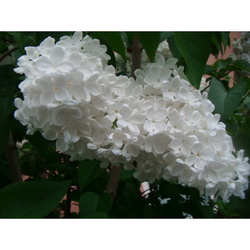 Price: €1.55 - ΠΑΣΧΑΛΙΆ σπόρος (Syringa Vulgaris) - 
