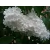 Graines de LILAS COMMUN ou LILAS FRANÇAIS
