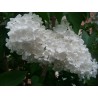 Price: €1.55 - ΠΑΣΧΑΛΙΆ σπόρος (Syringa Vulgaris) - 