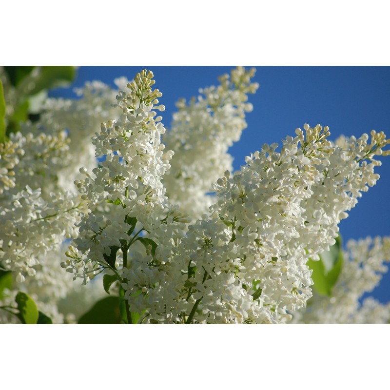 Price: €1.55 - ΠΑΣΧΑΛΙΆ σπόρος (Syringa Vulgaris) - 