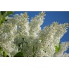 Price: €1.55 - ΠΑΣΧΑΛΙΆ σπόρος (Syringa Vulgaris) - 