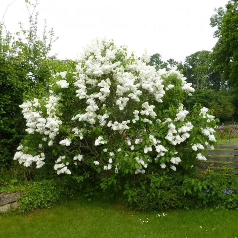 Graines de LILAS COMMUN ou LILAS FRANÇAIS