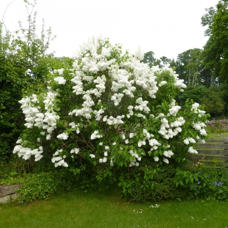 Price: €1.55 - ΠΑΣΧΑΛΙΆ σπόρος (Syringa Vulgaris) - 