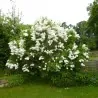 Graines de LILAS COMMUN ou LILAS FRANÇAIS