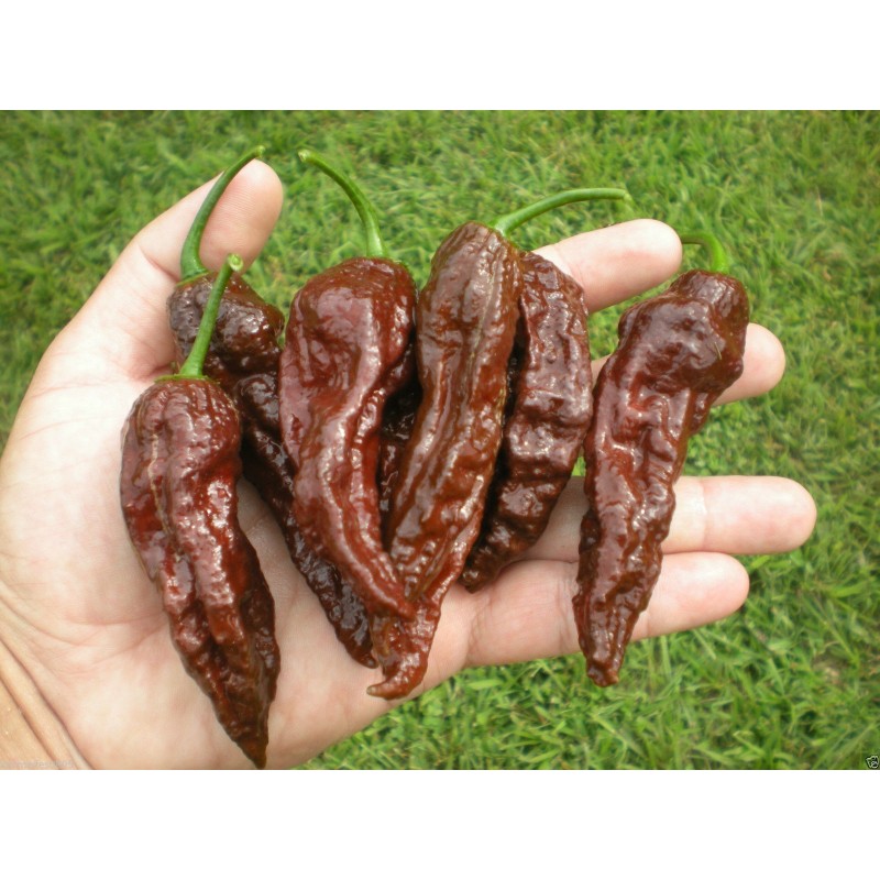 Price: €2.5 - Bhut Jolokia seme najljuca paprika na svetu - Seeds Gallery