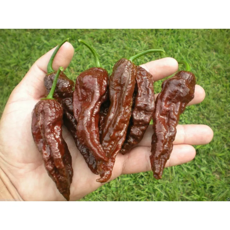 Graines de piment Bhut Jolokia