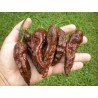 Price: €2.5 - Bhut Jolokia seme najljuca paprika na svetu - Seeds Gallery