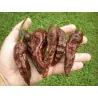 Graines de piment Bhut Jolokia