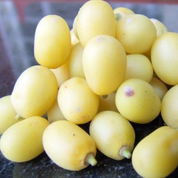 Price: €2.5 - Semi di NEEM (Azadirachta indica) - 