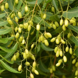 Neem Frö (Azadirachta indica) 2.5 - 3
