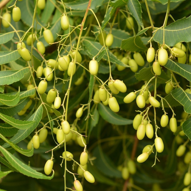 Price: €2.5 - Niembaum Samen - Essbare Früchte (Azadirachta indica) - 