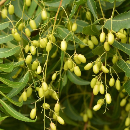 Niembaum Samen - Essbare Früchte (Azadirachta indica)