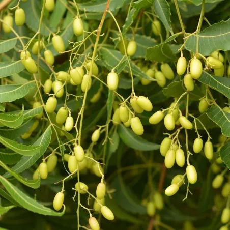 Semillas de Nim, Margosa o Lila India (Azadirachta indica)