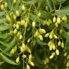 Semillas de Nim, Margosa o Lila India (Azadirachta indica)
