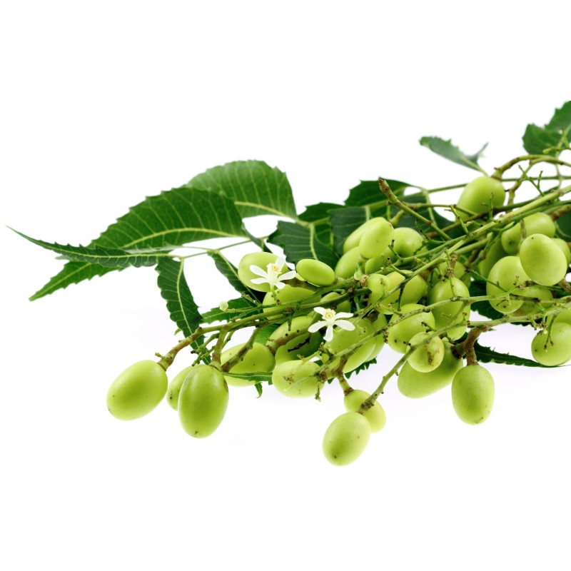 Price: €2.5 - Niembaum Samen - Essbare Früchte (Azadirachta indica) - 