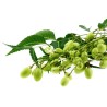 Niembaum Samen - Essbare Früchte (Azadirachta indica)
