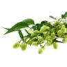 Semillas de Nim, Margosa o Lila India (Azadirachta indica)