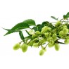 Price: €2.5 - Σπόροι Ινδική πασχαλιά (Azadirachta indica) - 