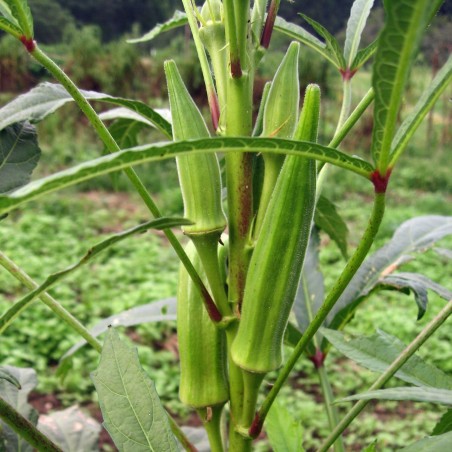 Price: €1.35 - Semi di Okra (Abelmoschus esculentus) -