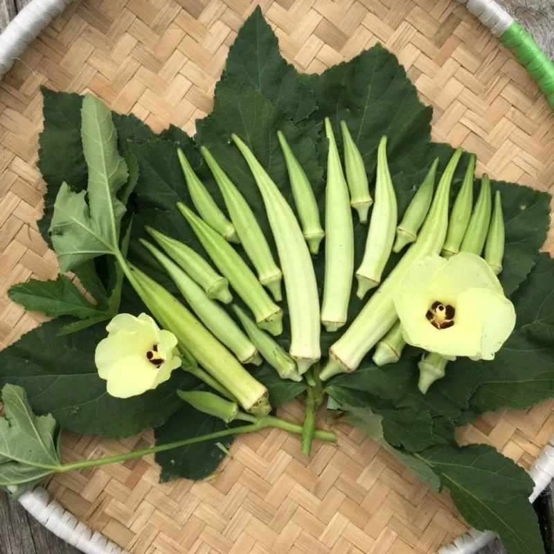 Okra Samen (Abelmoschus esculentus)