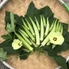 Okra Seeds Clemson Spineless