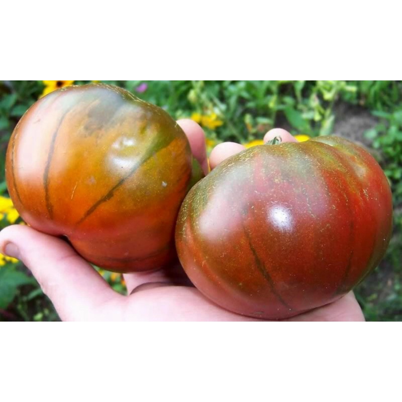 Price: €1.85 - ARBUZNYI (καρπούζι) Σπόροι ντομάτας - Seeds Gallery