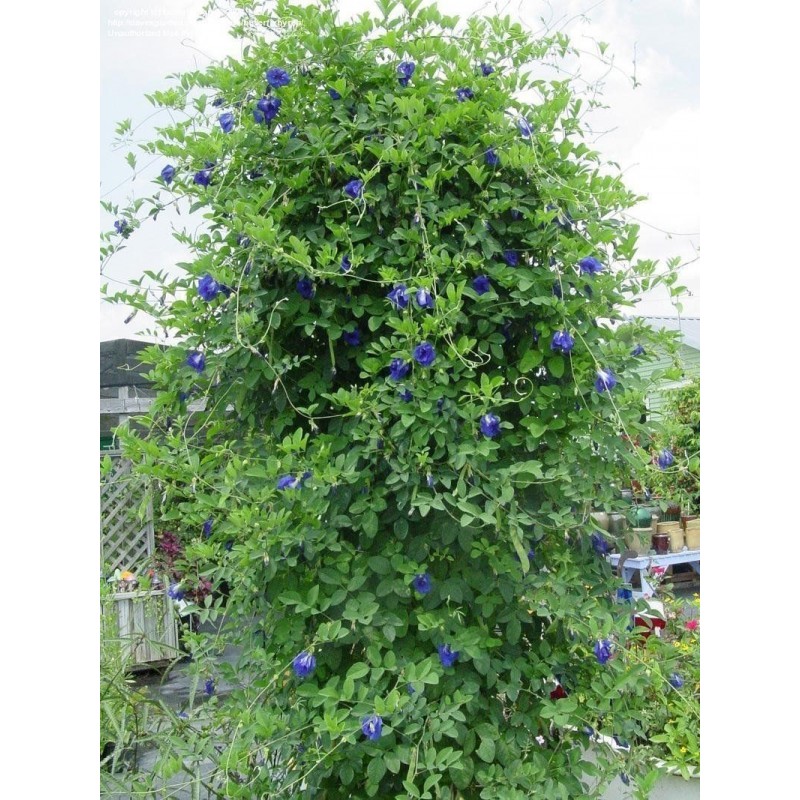 Himmelsärt Fröer (Clitoria ternatea) | 2,65 €