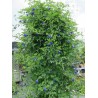 Himmelsärt Fröer (Clitoria ternatea) | 2,65 €