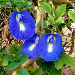 Butterfly Pea, Blue Pea Vine Seeds 2.65 - 4