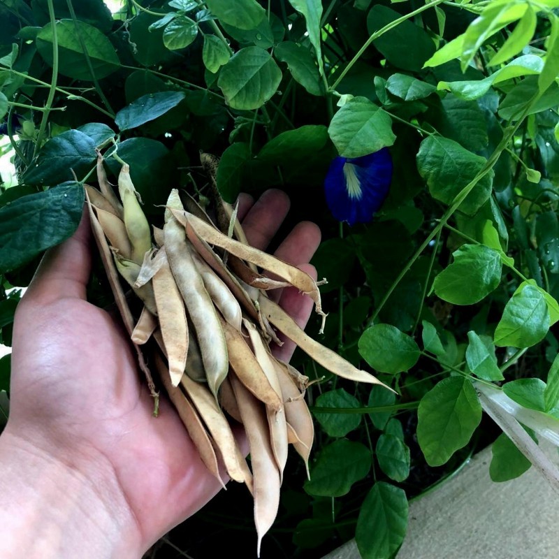 Himmelsärt Fröer (Clitoria ternatea) | 2,65 €