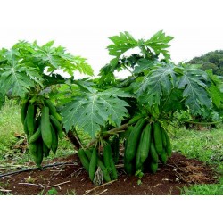 "KAK DUM" Lång Papaya Dvärg Frön (Carica papaya) 3 - 10