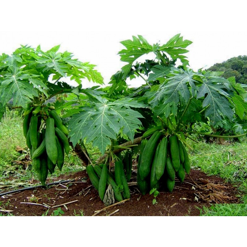 Price: €2.75 - Semi di Lunga papaia Nano "KAK DUM" (Carica papaya) - 