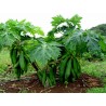 Price: €2.75 - Semi di Lunga papaia Nano "KAK DUM" (Carica papaya) - 