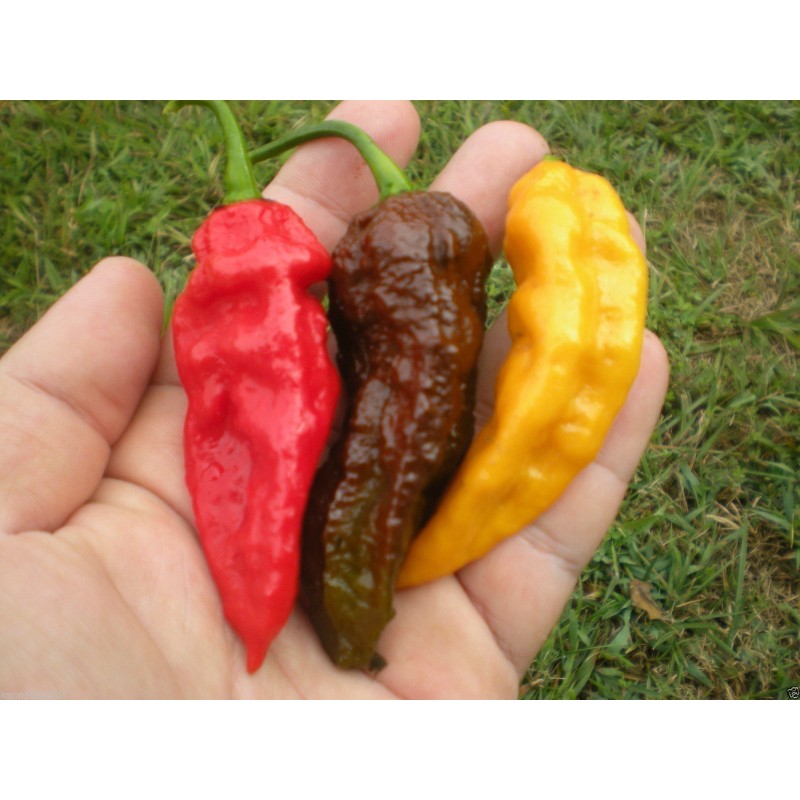 Price: €2.5 - Bhut Jolokia seme najljuca paprika na svetu - Seeds Gallery