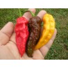 Price: €2.5 - Bhut Jolokia seme najljuca paprika na svetu - Seeds Gallery