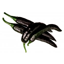 Price: €1.95 - Pasilla Bajio Μαύρο τσίλι σπόροι - Seeds Gallery