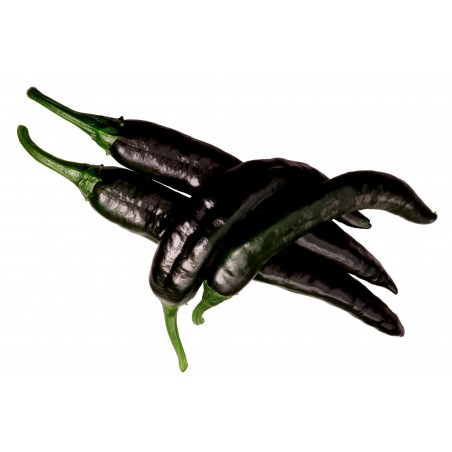Price: €1.95 - Pasilla Bajio Μαύρο τσίλι σπόροι - Seeds Gallery