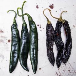 Pasilla Bajio Seeds - Black Chili 1.95 - 4