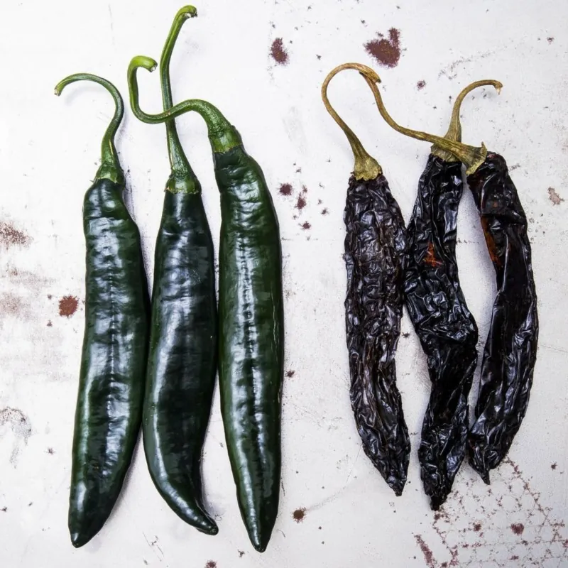 Graines Piment Pasilla Bajio