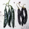 Graines Piment Pasilla Bajio