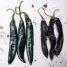 Price: €1.95 - Pasilla Bajio Μαύρο τσίλι σπόροι - Seeds Gallery