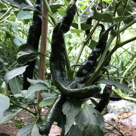 Price: €1.95 - Pasilla Bajio Μαύρο τσίλι σπόροι - Seeds Gallery