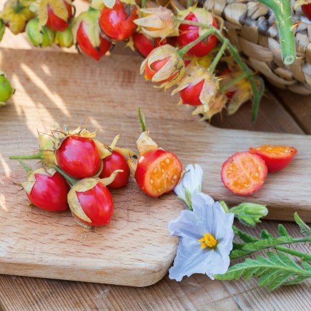 Price: €1.95 - Litchi Tomatensamen - Lulita (Solanum sisymbriifolium) -